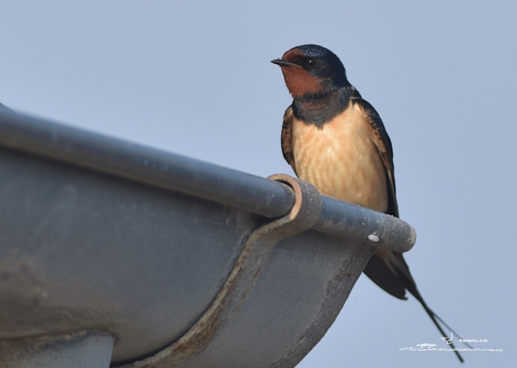 Hirondelle rustique