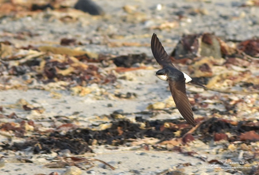 Hirondelle de fenêtre