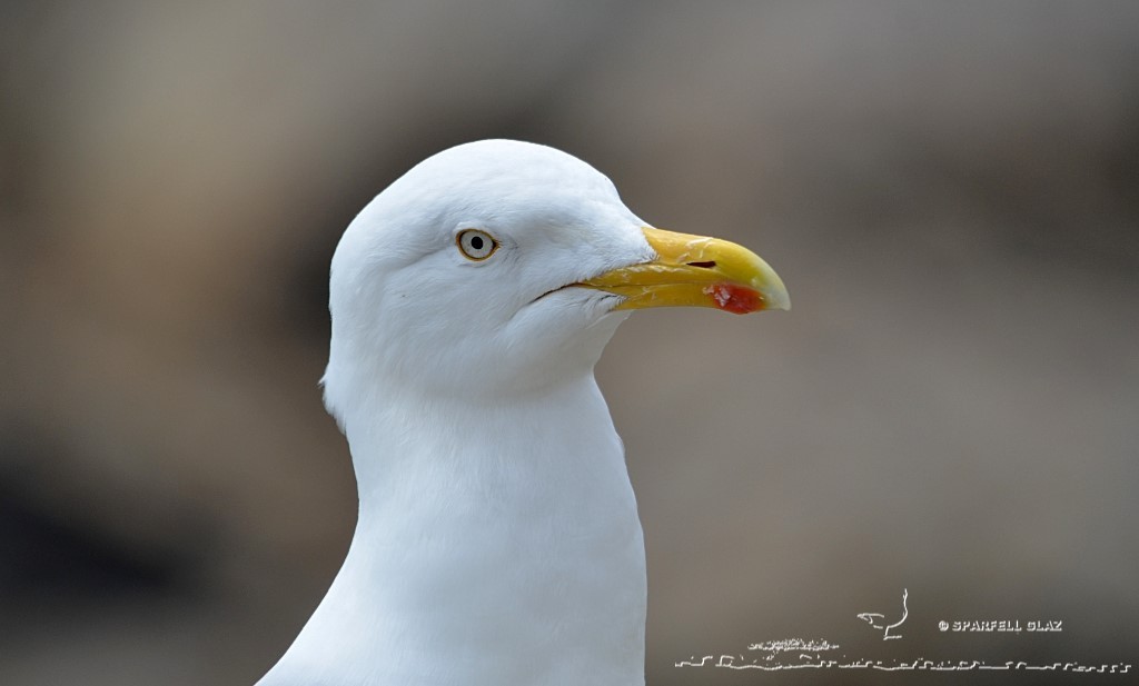 portrait de goéland argenté