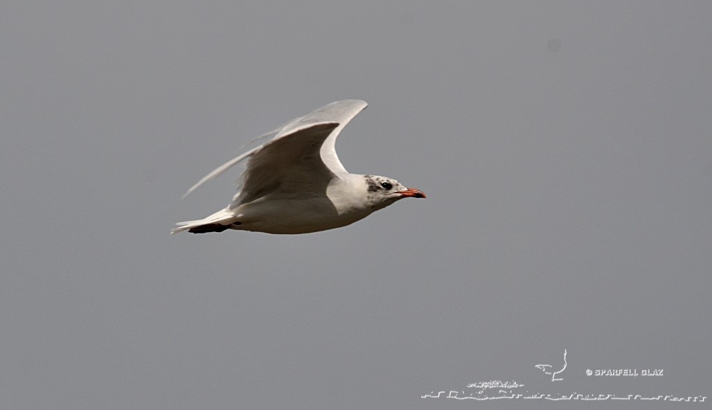 mouette mélanocéphale en vol