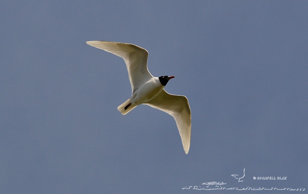 mouette mélanocéphale en plumage nuptial
