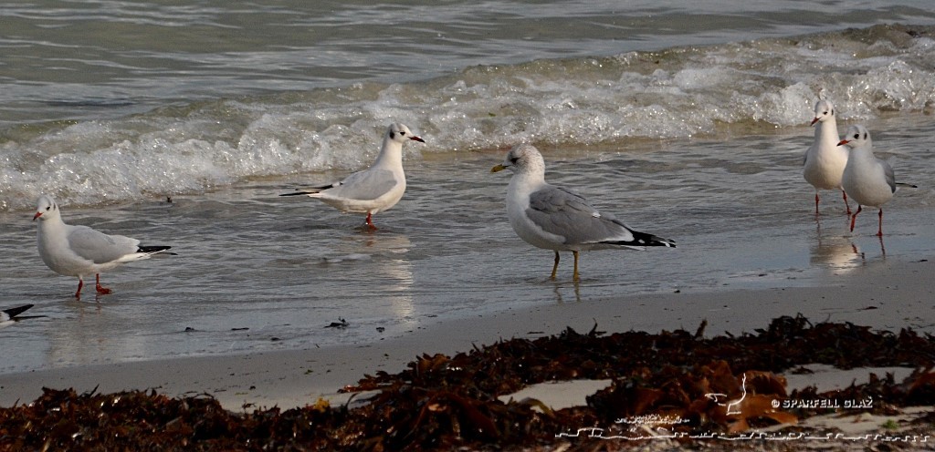 goéland cendré et mouettes rieuses à la plage