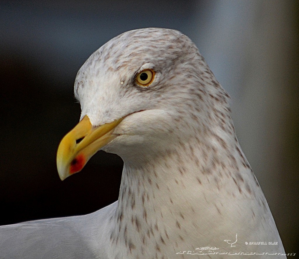portrait de goéland argenté en plumage d'hiver