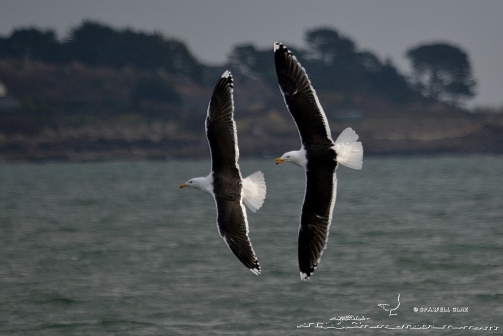 couple de goélands marins en vol