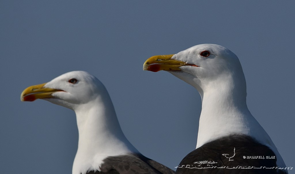 portrait d'un couple de goélands marins
