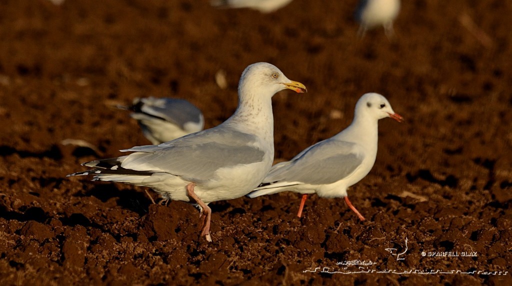 goéland argenté et mouette rieuse sur un labour