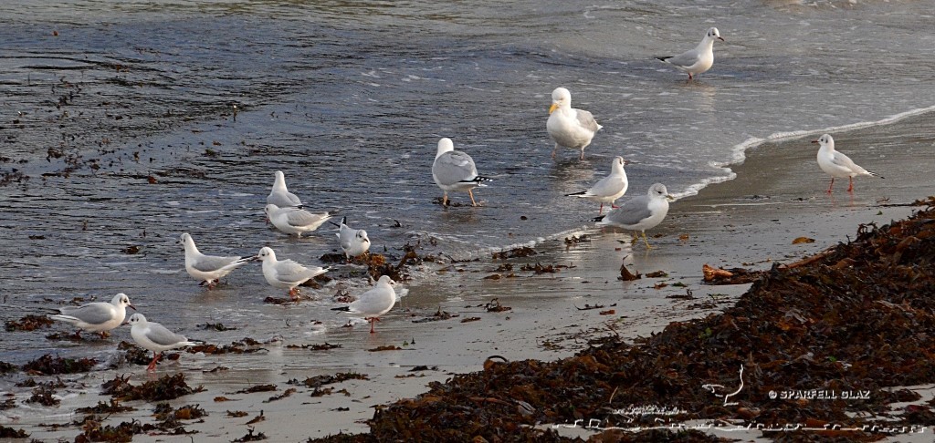 goéland argenté, goéland cendré et mouettes rieuses à la plage