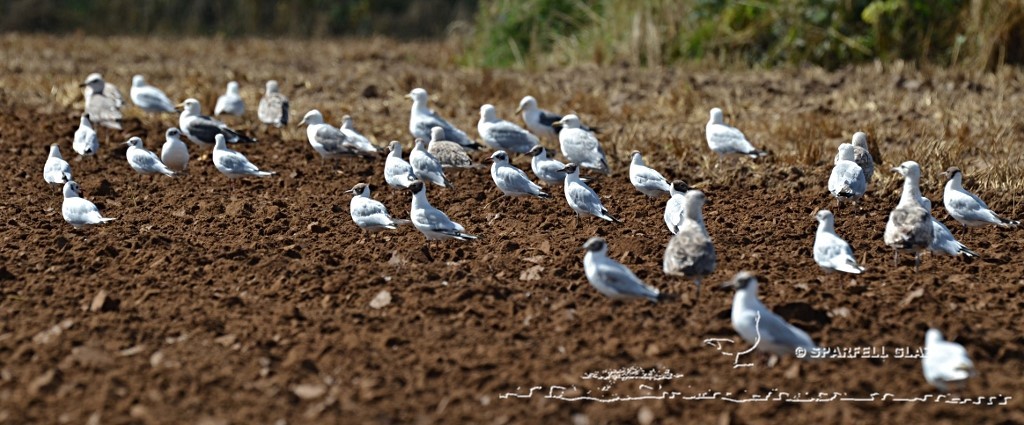 mouettes rieuses et mélanocéphale, goélands argentés et bruns sur un labour