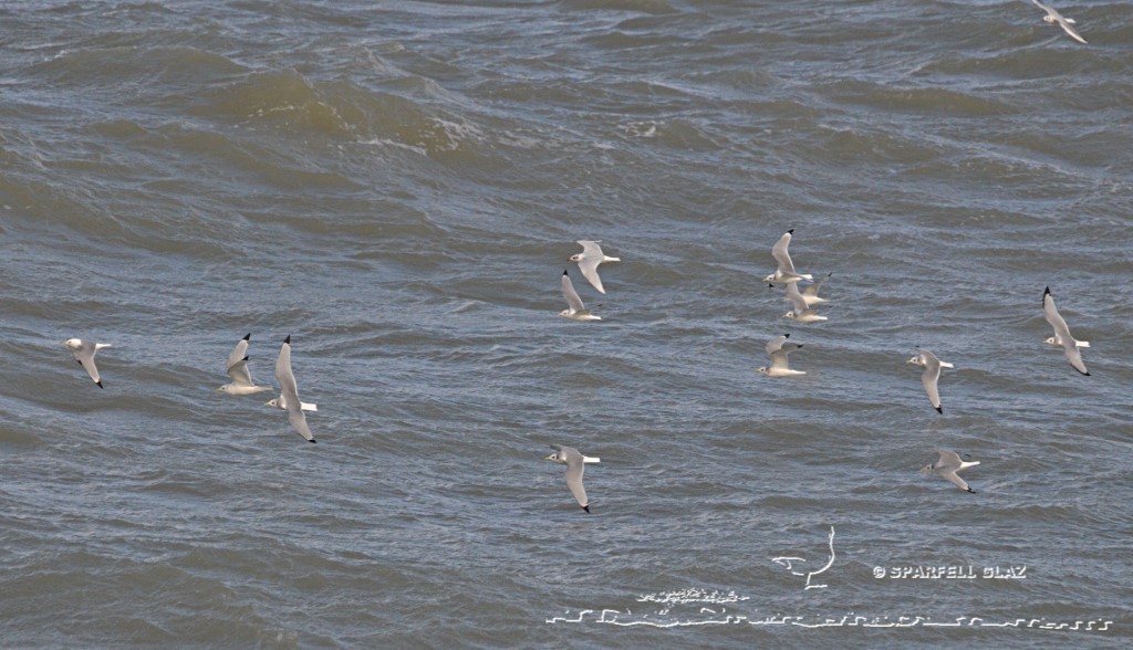mouettes tridactyles, mélanocéphale et rieuse en migration