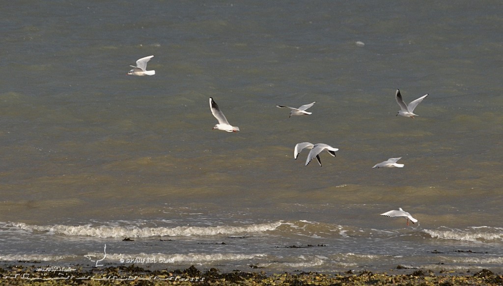 mouettes rieuses en vol