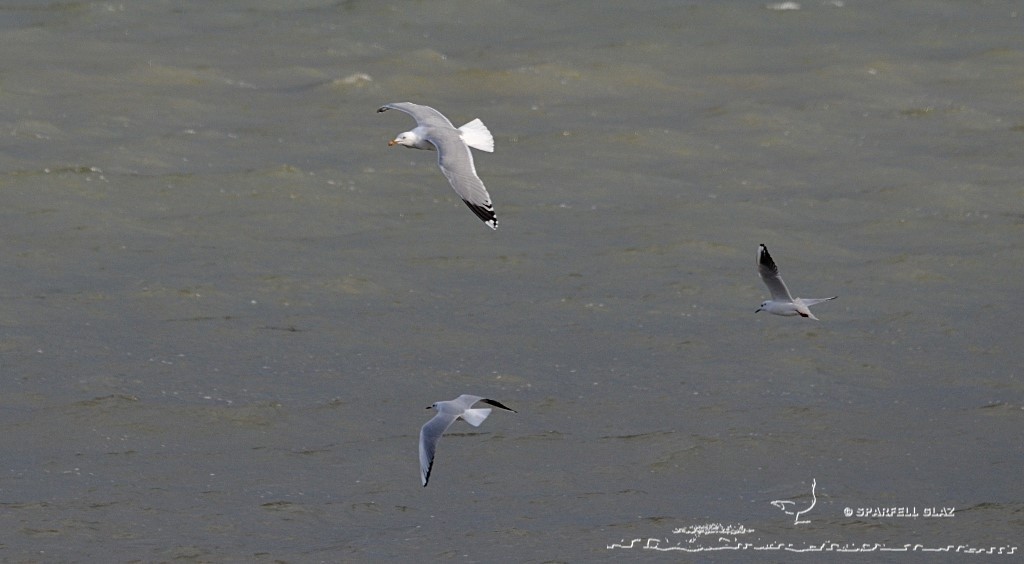 mouettes rieuses et goéland argenté en vol