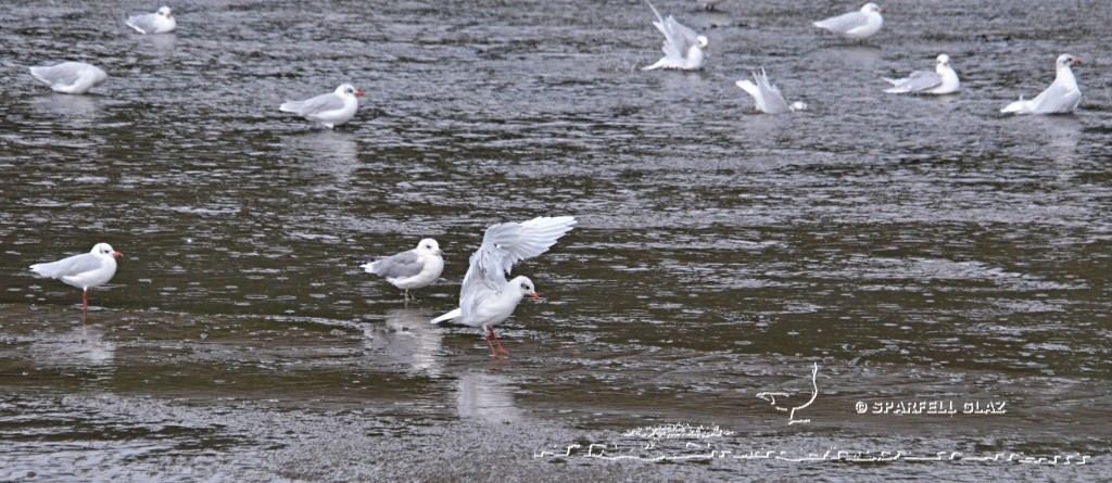 goéland cendré, mouettes rieuse et mélanocéphales