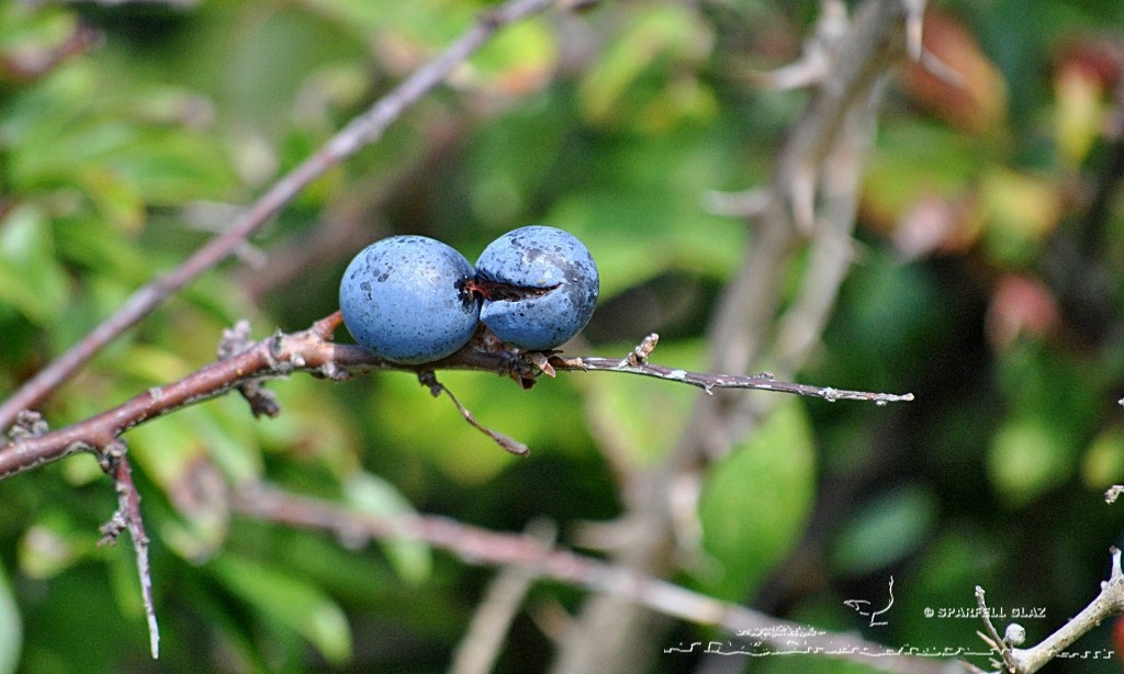 prunelles