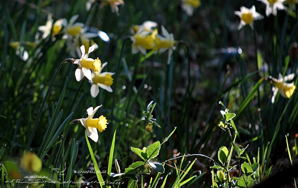 jonquilles