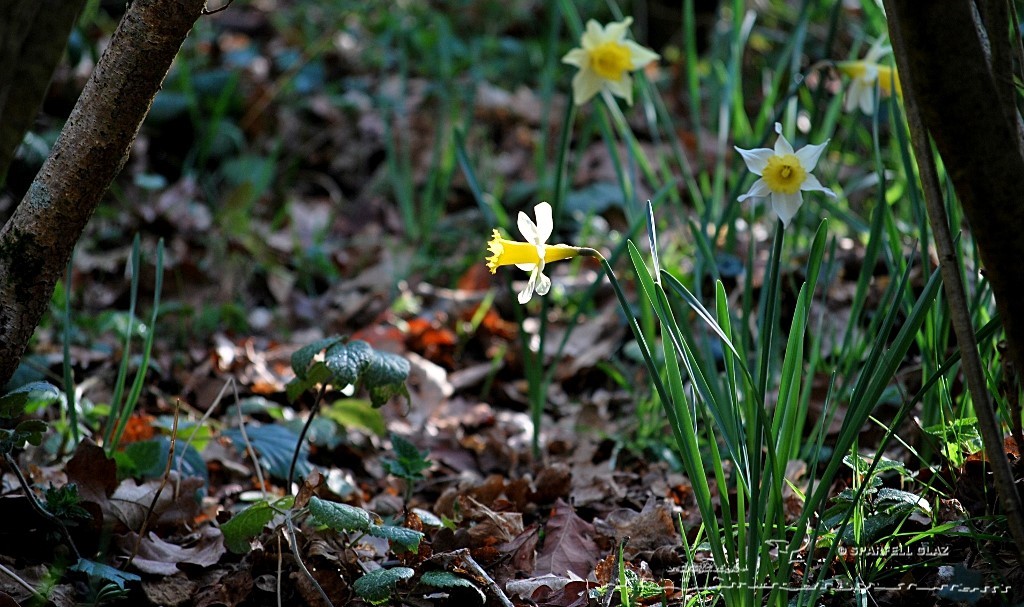 jonquilles en sous-bois