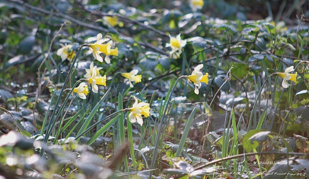 jonquilles en sous-bois