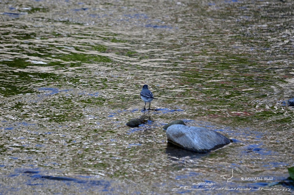 bergeronnette grise chassant dans un ruisseau