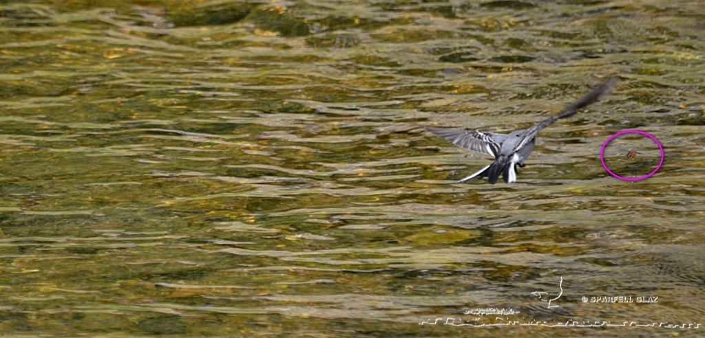 bergeronnette grise chassant dans un ruisseau