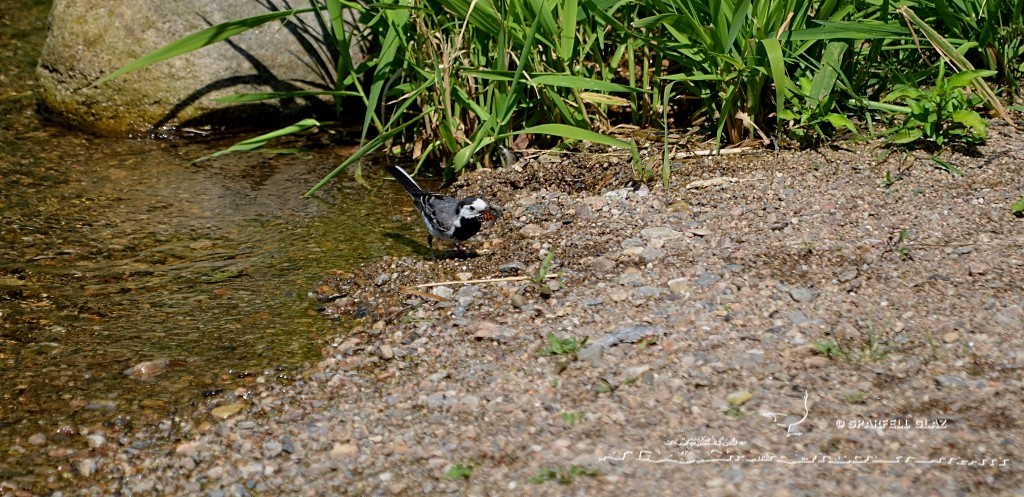 bergeronnette grise chassant dans un ruisseau