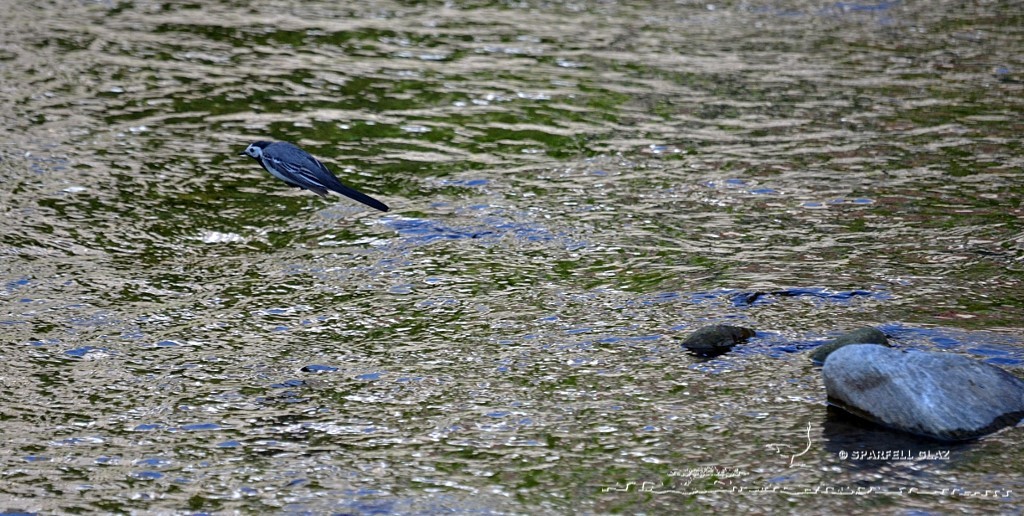 bergeronnette grise chassant dans un ruisseau