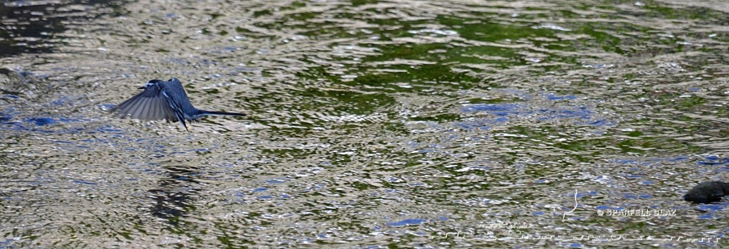 bergeronnette grise chassant dans un ruisseau