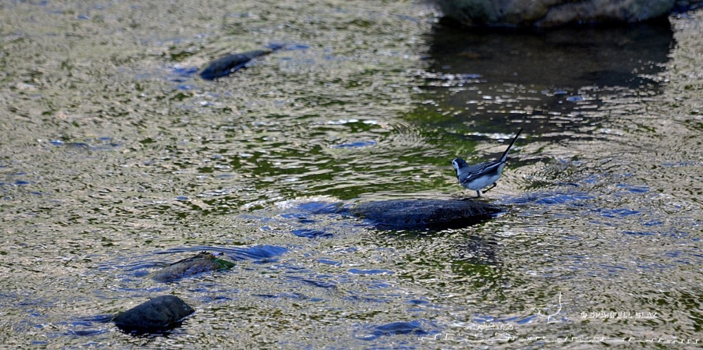 bergeronnette grise chassant dans un ruisseau