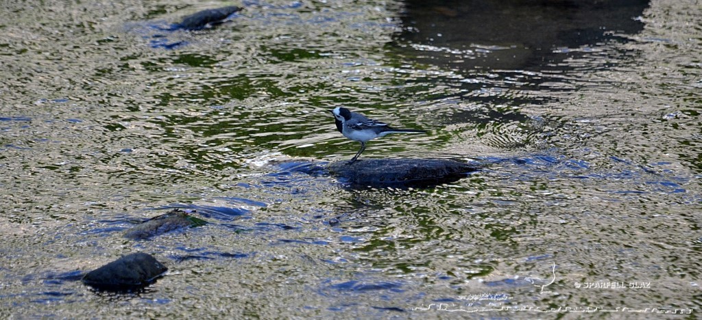 bergeronnette grise chassant dans un ruisseau