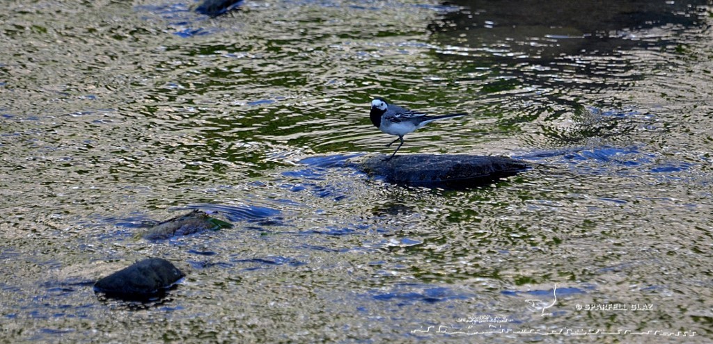 bergeronnette grise chassant dans un ruisseau