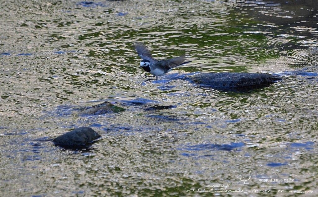 bergeronnette grise chassant dans un ruisseau