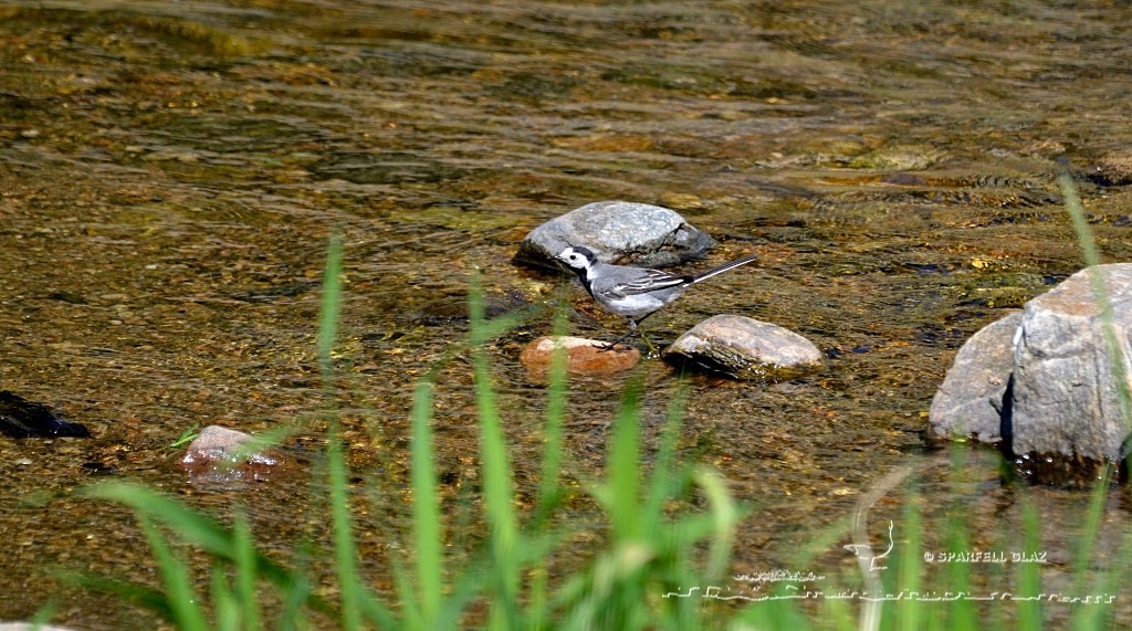 bergeronnette grise chassant dans un ruisseau