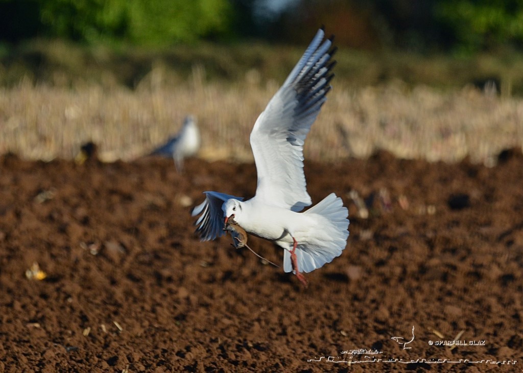 mouette rieuse capturant un mulot sylvestre