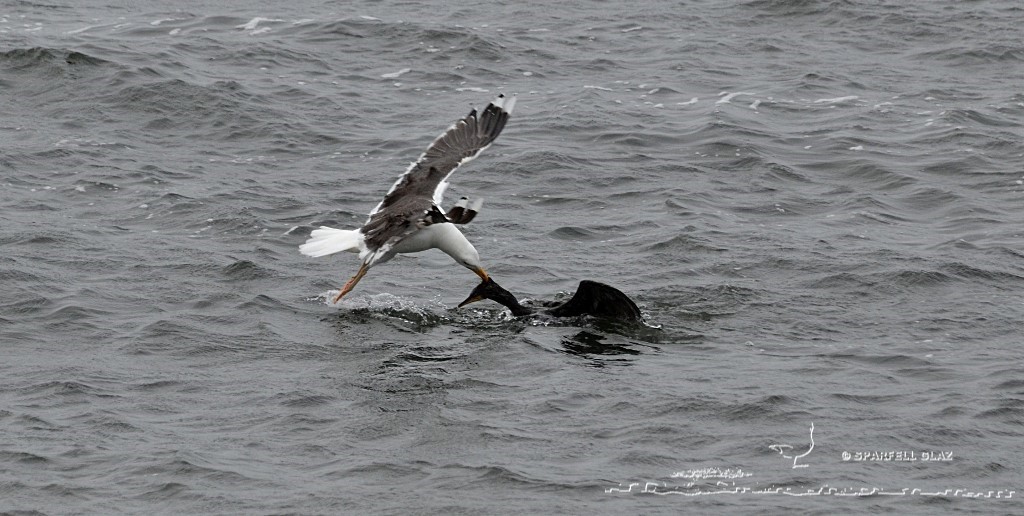 goéland marin capturant un cormoran huppé
