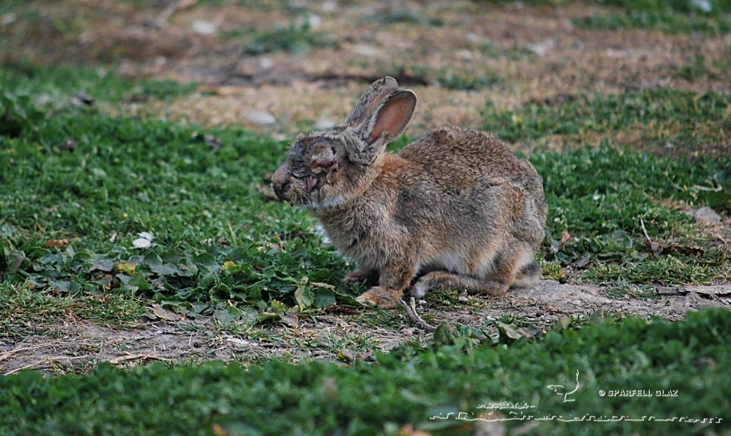 lapin de garenne atteint de myxomatose