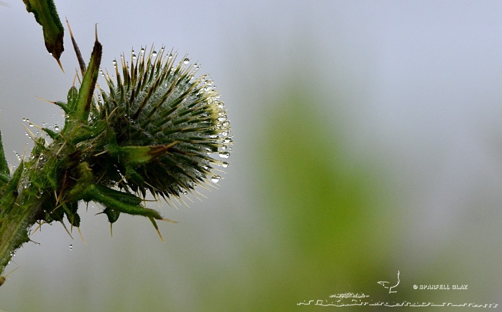 chardon sous la pluie
