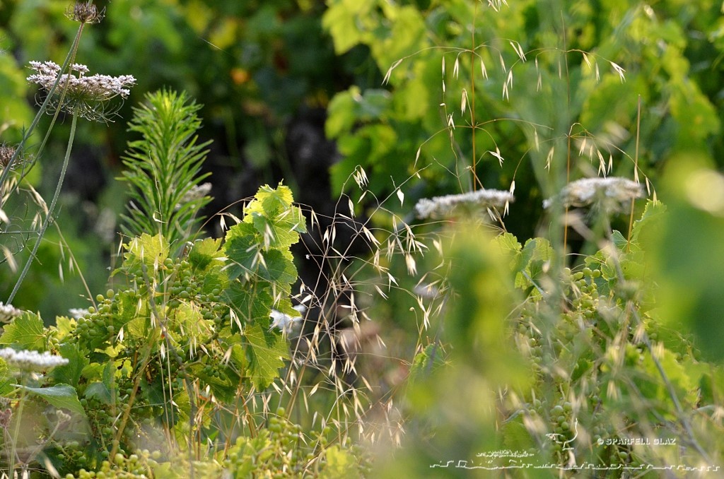 vigne abandonnée