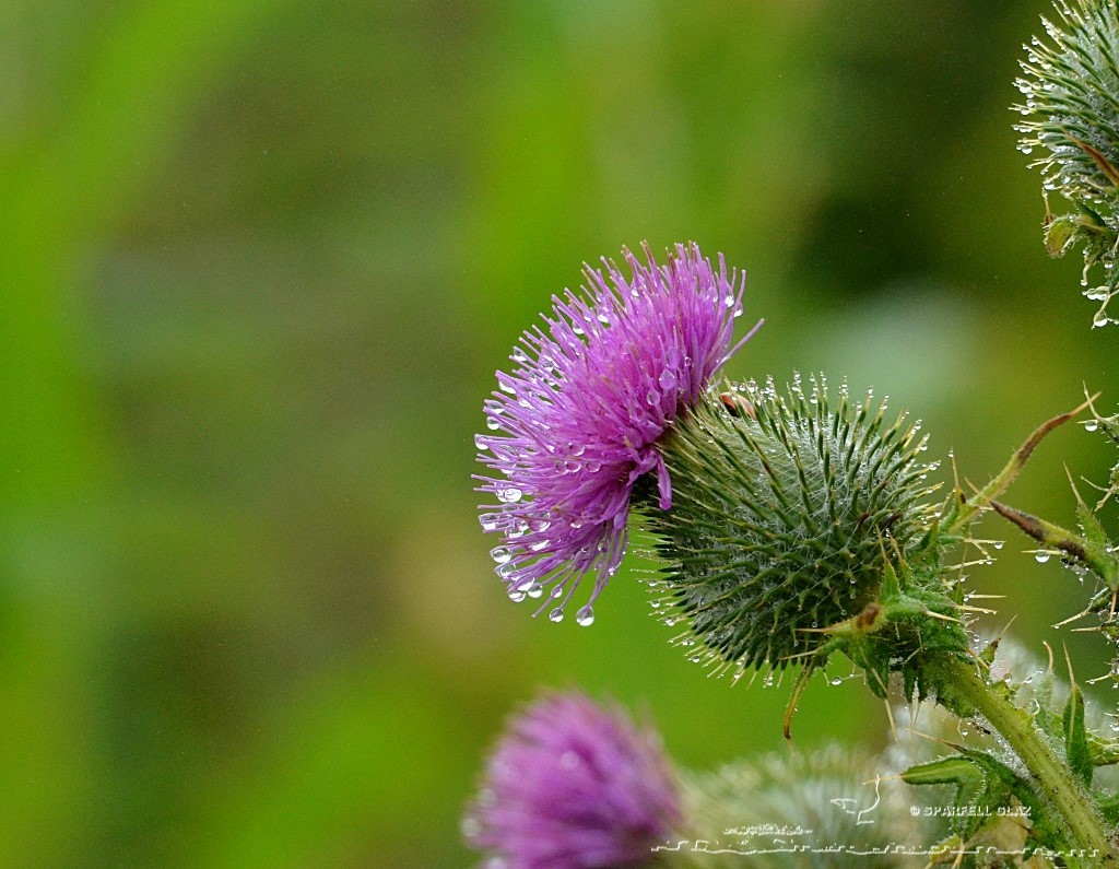 fleur de chardon sous la pluie