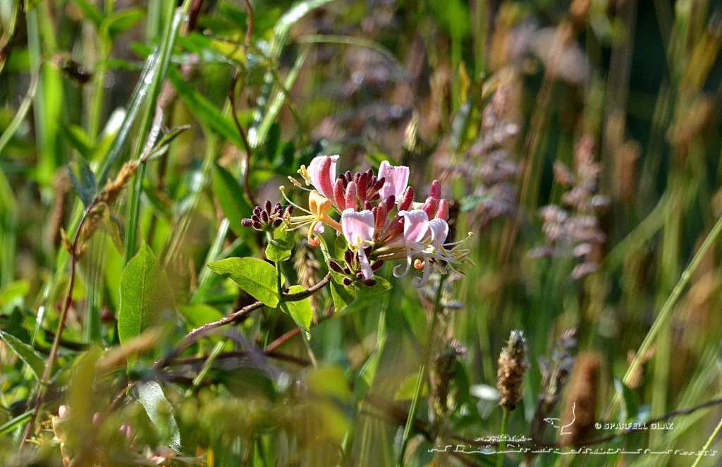 fleur de chèvrefeuille