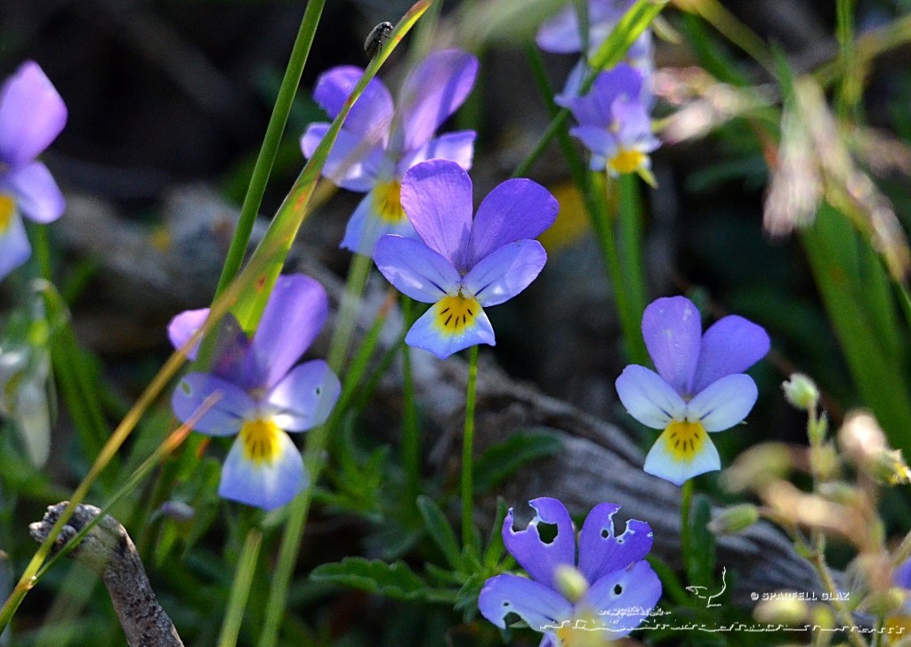 violettes