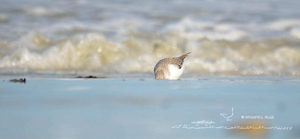 bécasseau sanderling se nourrissant sur une plage