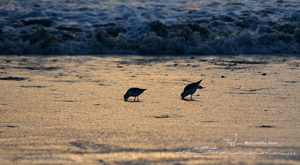 bécasseau sanderling se nourrissant sur une plage