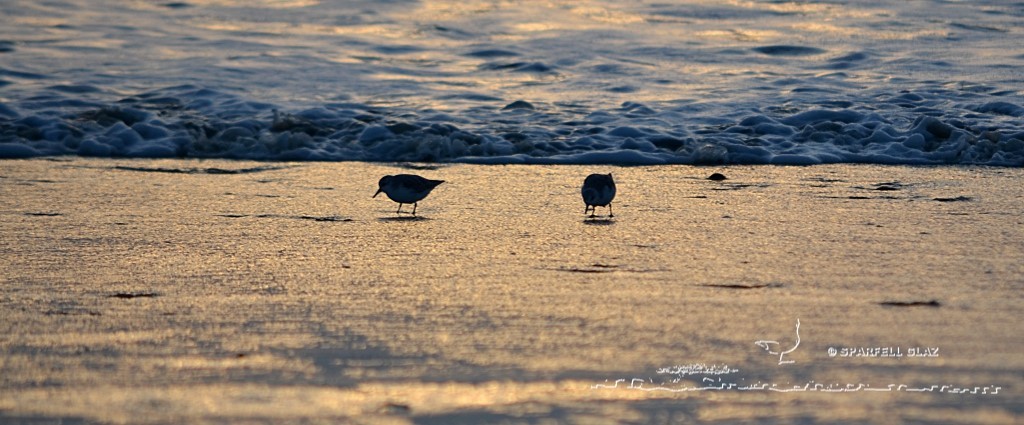 bécasseau sanderling se nourrissant sur une plage