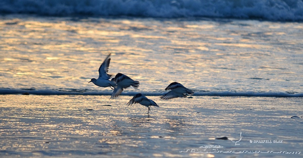 bécasseaux sanderlings en vol