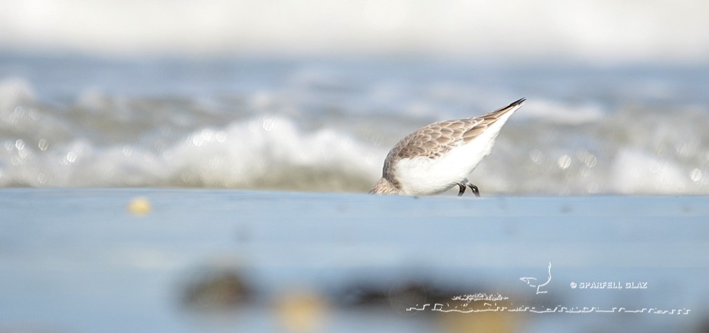 bécasseau sanderling se nourrissant sur une plage