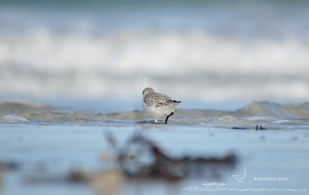 bécasseau sanderling se nourrissant sur une plage