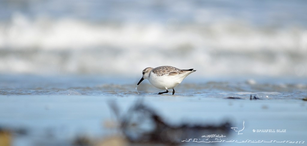 bécasseau sanderling se nourrissant sur une plage