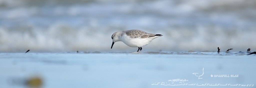 bécasseau sanderling se nourrissant sur une plage