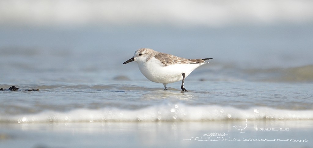 bécasseau sanderling se nourrissant sur une plage