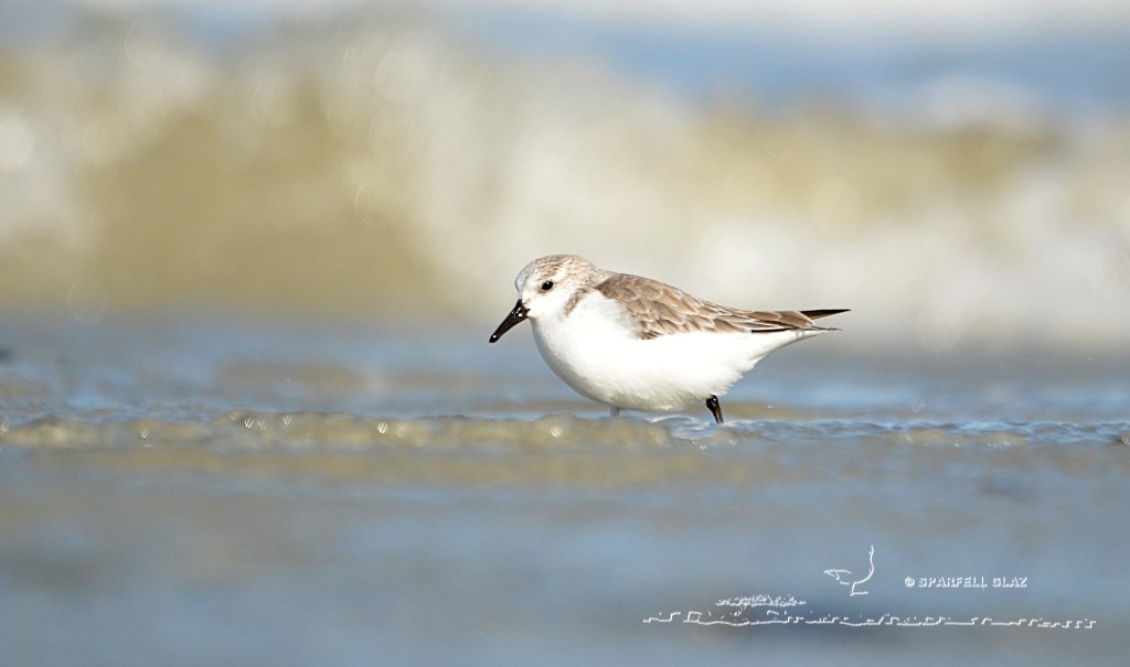 bécasseau sanderling se nourrissant sur une plage
