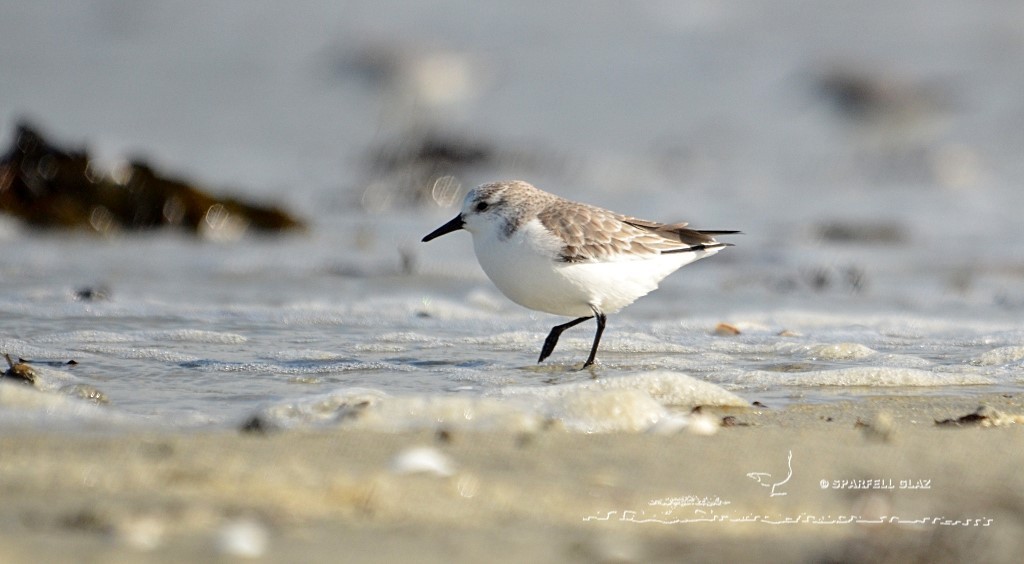 bécasseau sanderling se nourrissant sur une plage