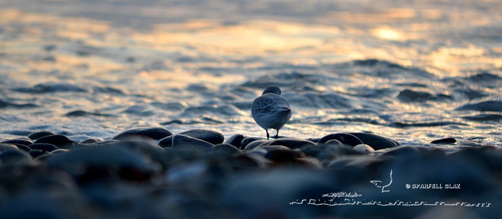 bécasseau sanderling se nourrissant sur une plage